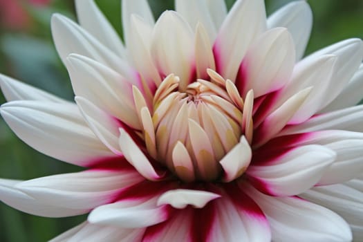 Dahlias