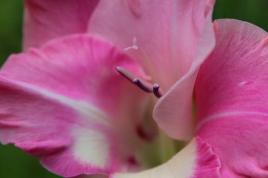 Gladiolus
