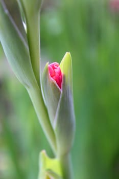 Gladiolus