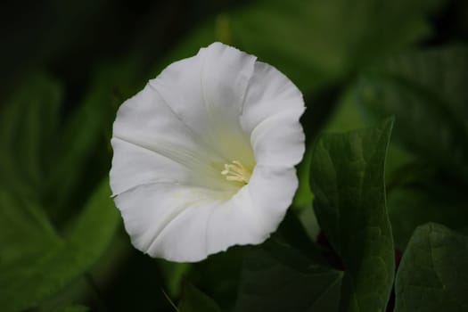 Zaunzinde