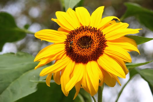Sunflower