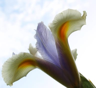 Iris