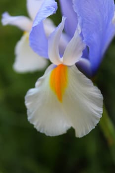 Iris