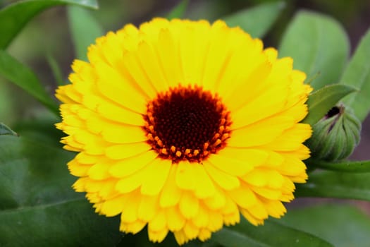 Marigold