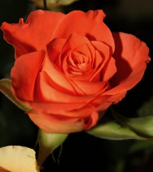 rose without hip without rosehip