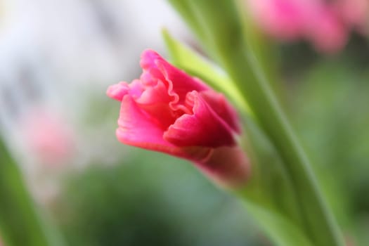 Gladiolus