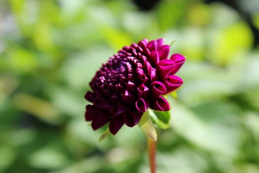 Dahlias