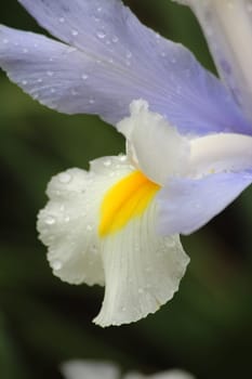 Iris