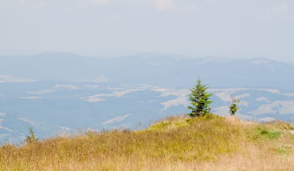 summer landscape in the Ukrainian Carpathians can use as background