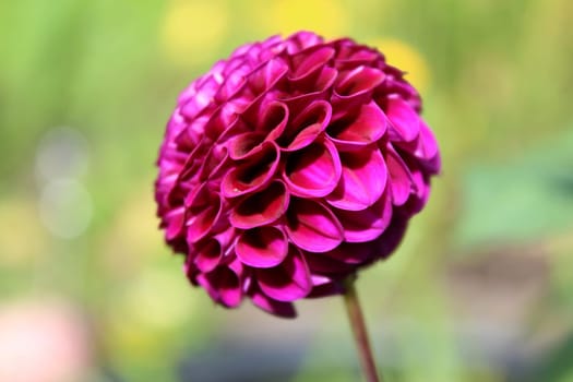 Dahlias