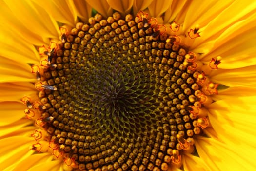 Sunflower