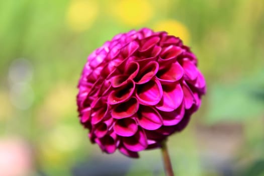 Dahlias