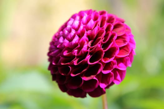 Dahlias
