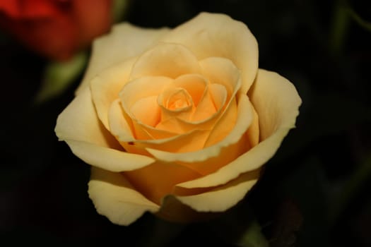 rose without hip without rosehip