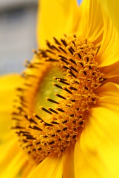 Sunflower