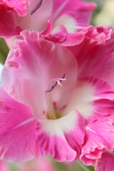 Gladiolus