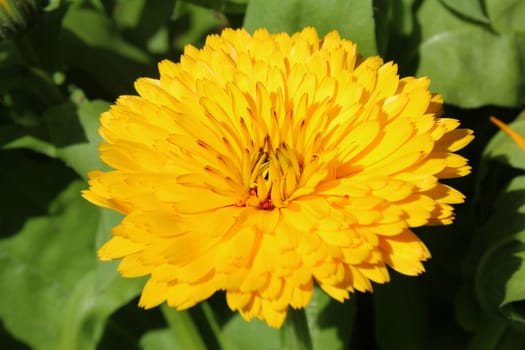 Marigold