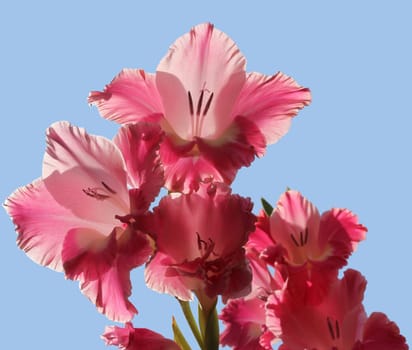 Gladiolus
