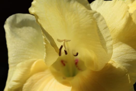 Gladiolus