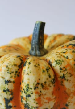 Pumpkin