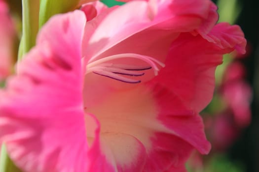 Gladiolus