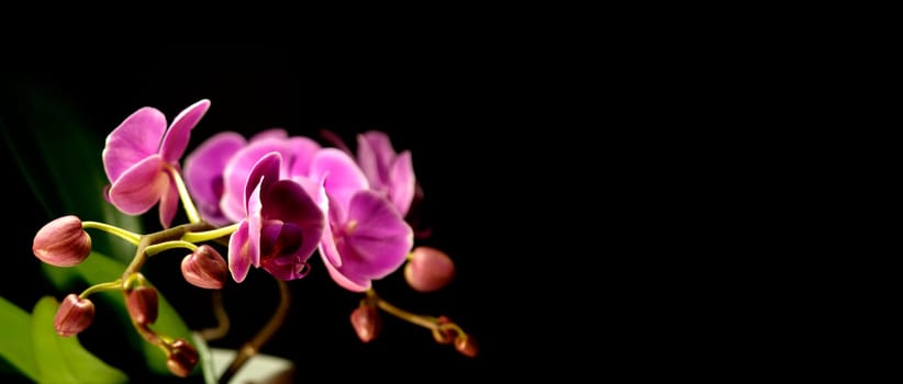 Beautiful pink orchid on a dark background