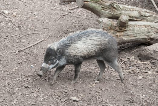 A Visayan Warty Pig  (Sus cebifrons) a critically endangered species from the Philippines.