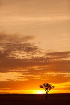Typical african sunset with acacia trees in Masai Mara, Kenya