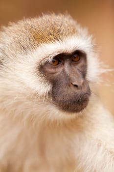 Black face monkey (vervet monkey) in Kenya