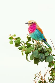 Lilac-Breasted Roller on a tree, shot in Masai Mara, Kenya