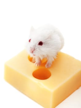 White mouse with emmental cheese isolated on white