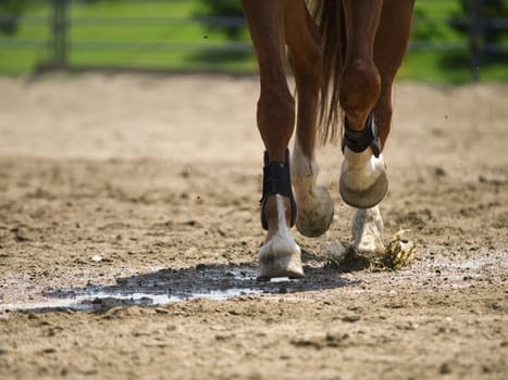 Horse in action