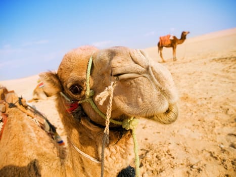 Camel in the desert