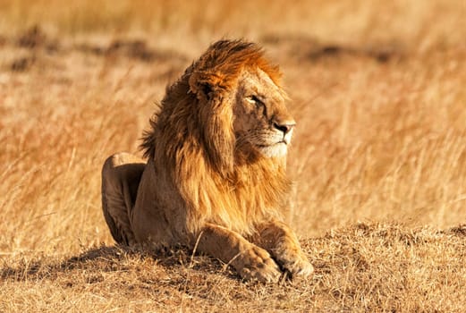 Male lion lying in the grass at sunset in Masai Mara, Kenya