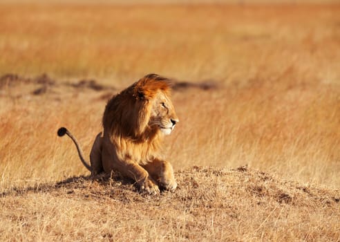 Male lion lying in the grass at sunset in Masai Mara, Kenya