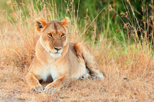 Female lion sitting in the grass in Masai Mara, Kenya