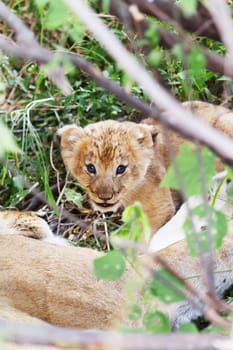 Lion cub in the bushes in Masai Mara, Kenya
