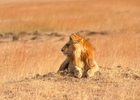 Male lion lying in the grass at sunset in Masai Mara, Kenya