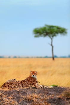 Male cheetah sitting in grass and looking for its pray in Masai Mara, Kenya