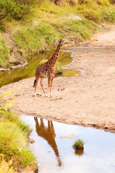 Giraffe walking near a river in Masai Mara, Kenya during the dry season