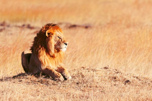 Male lion lying in the grass at sunset in Masai Mara, Kenya