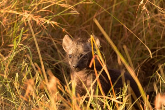 Baby spotted hyenas just come out from their hole, Masai Mara