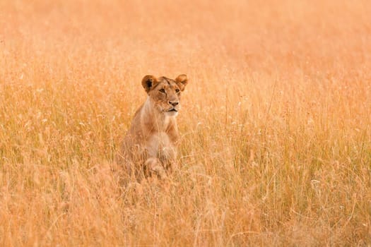 Female lion looking around in the grass in Masai Mara, Kenya