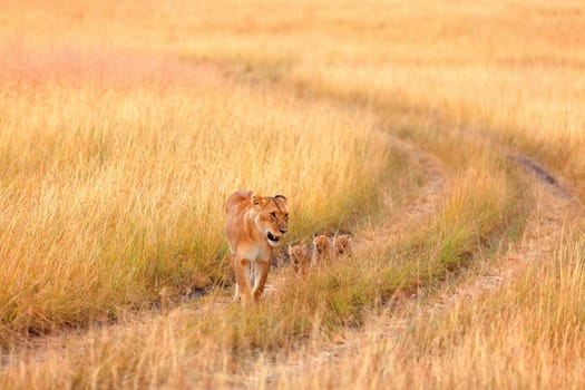 Female lion with cubs in Masai Mara, Kenya