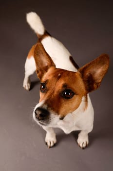 Jack Russell Terrier on a gray studio background