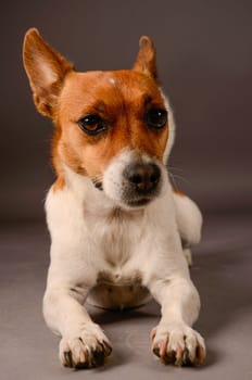 Jack Russell Terrier on a Gray Studio background
