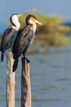Cormorants on a tree near Naivasha Lake, Kenya