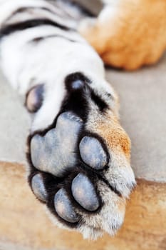 Tiger paw close up - shot in Chiang Mai, Thailand