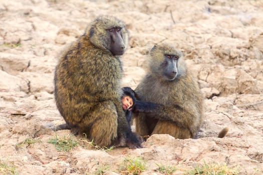 Baby baboon hugging his mother, Kenya