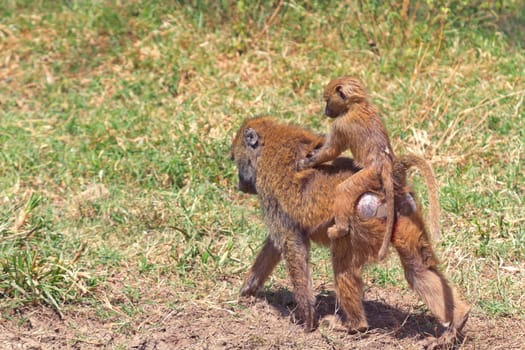 Baby baboon hugging his mother, Kenya